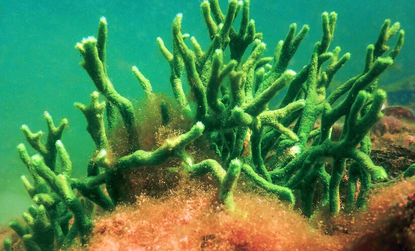 Mehanizem delovanja spikul