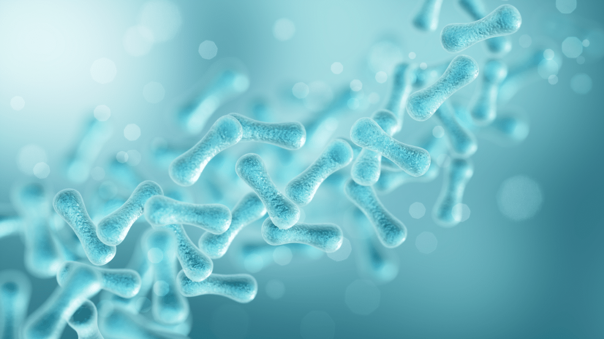 Slika laktobacillus bakterije